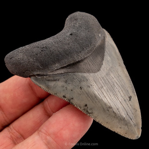 Venice Megalodon Shark Tooth