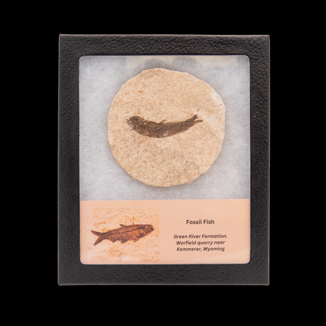 Fossil Fish