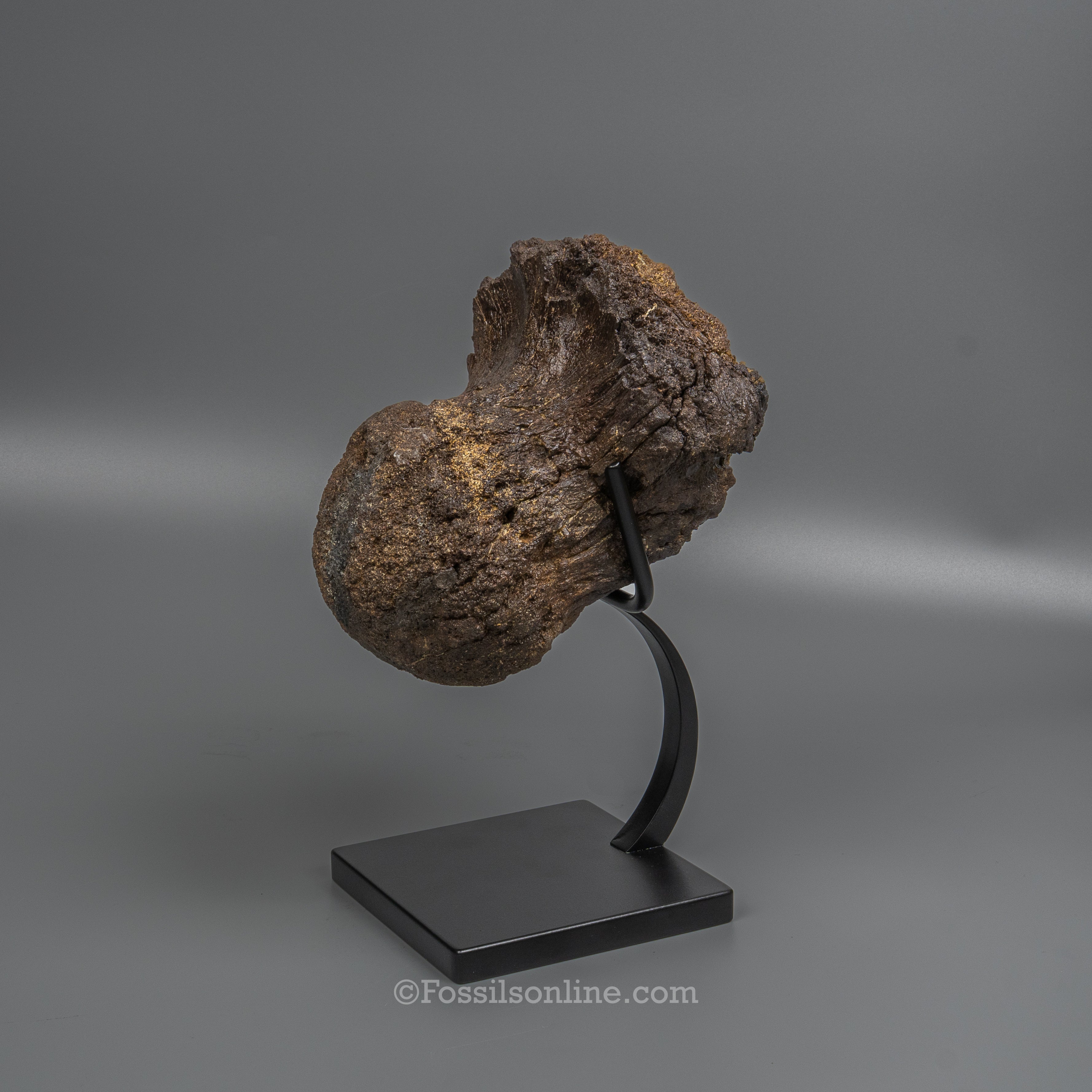 LG Triceratops Occipital Condyle on Display Stand