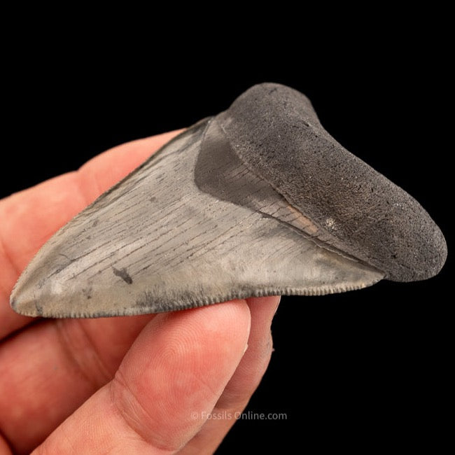 Venice Megalodon Shark Tooth