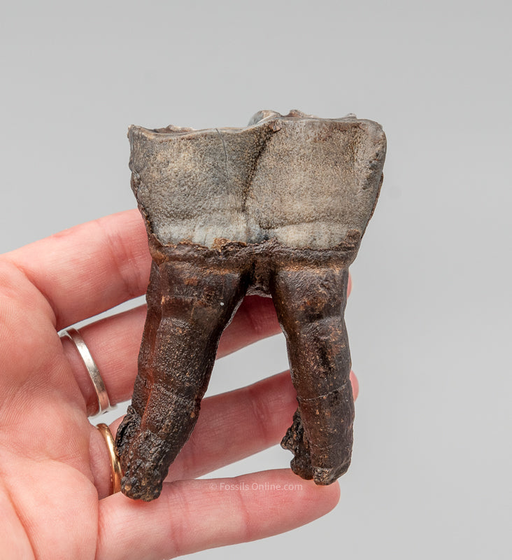 Rooted Woolly Rhino Tooth Siberia