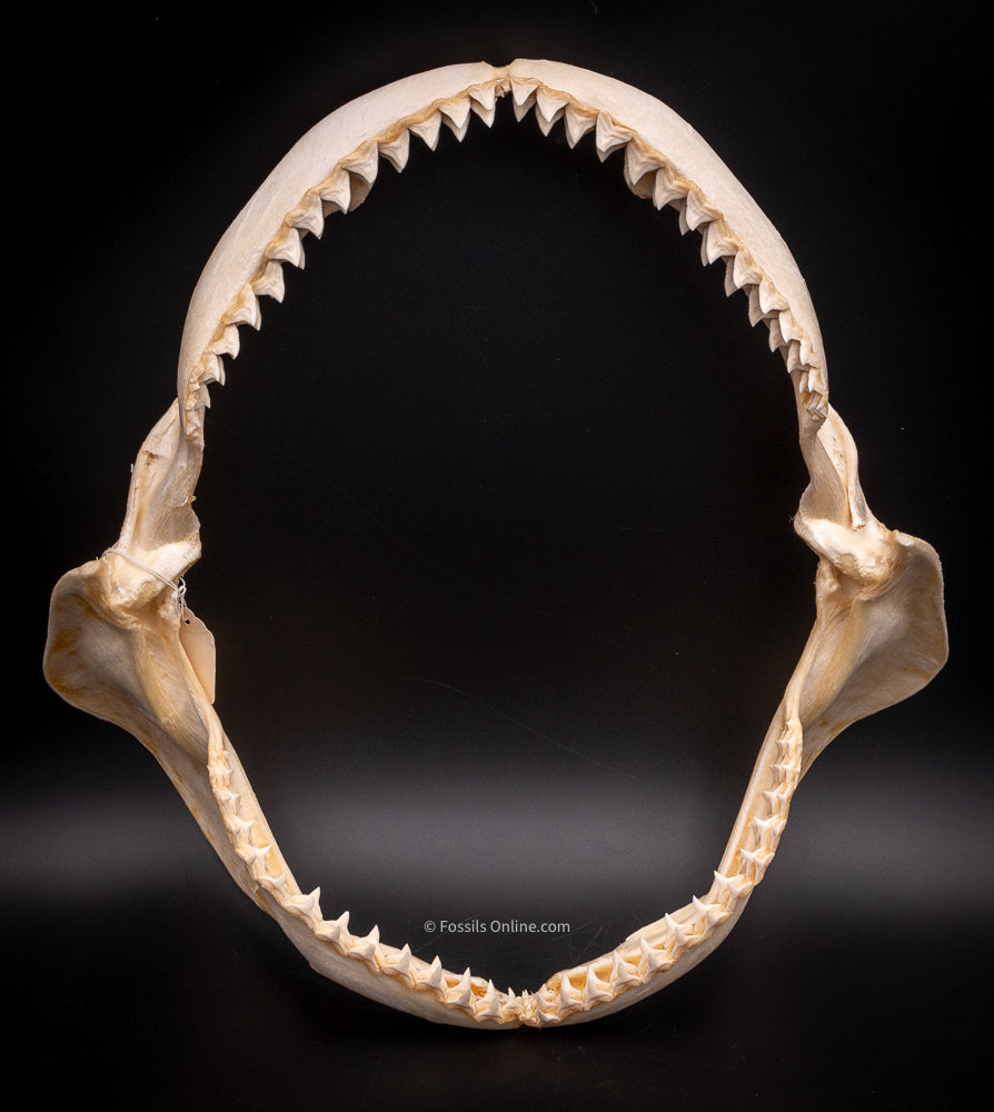 Dusky Shark Jaw w/DATA