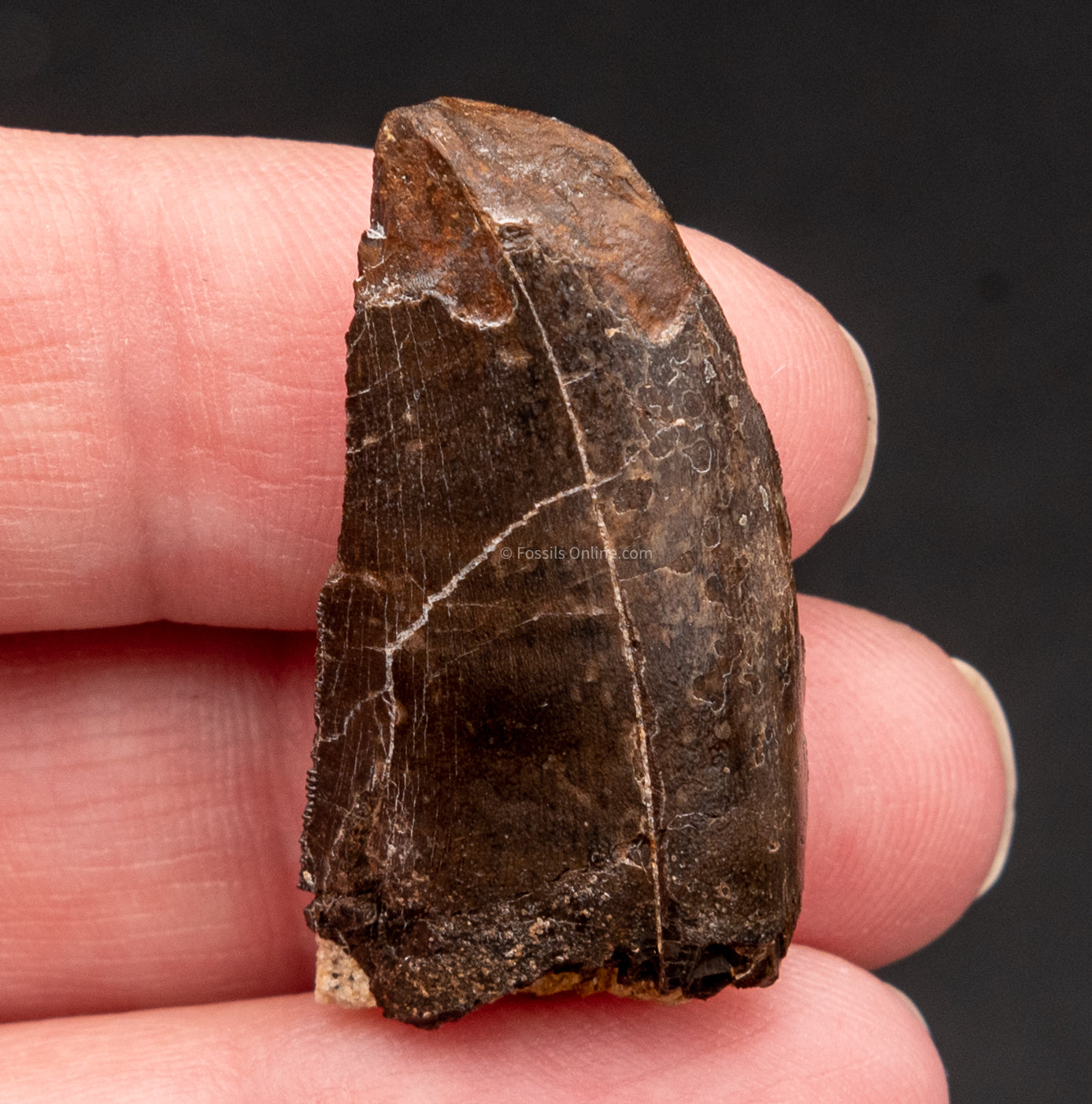 ALLOSAURUS TOOTH ONE SIDE. 