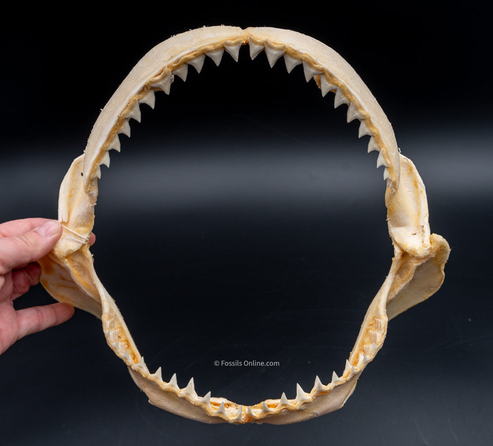 Java Shark Jaw w/DATA