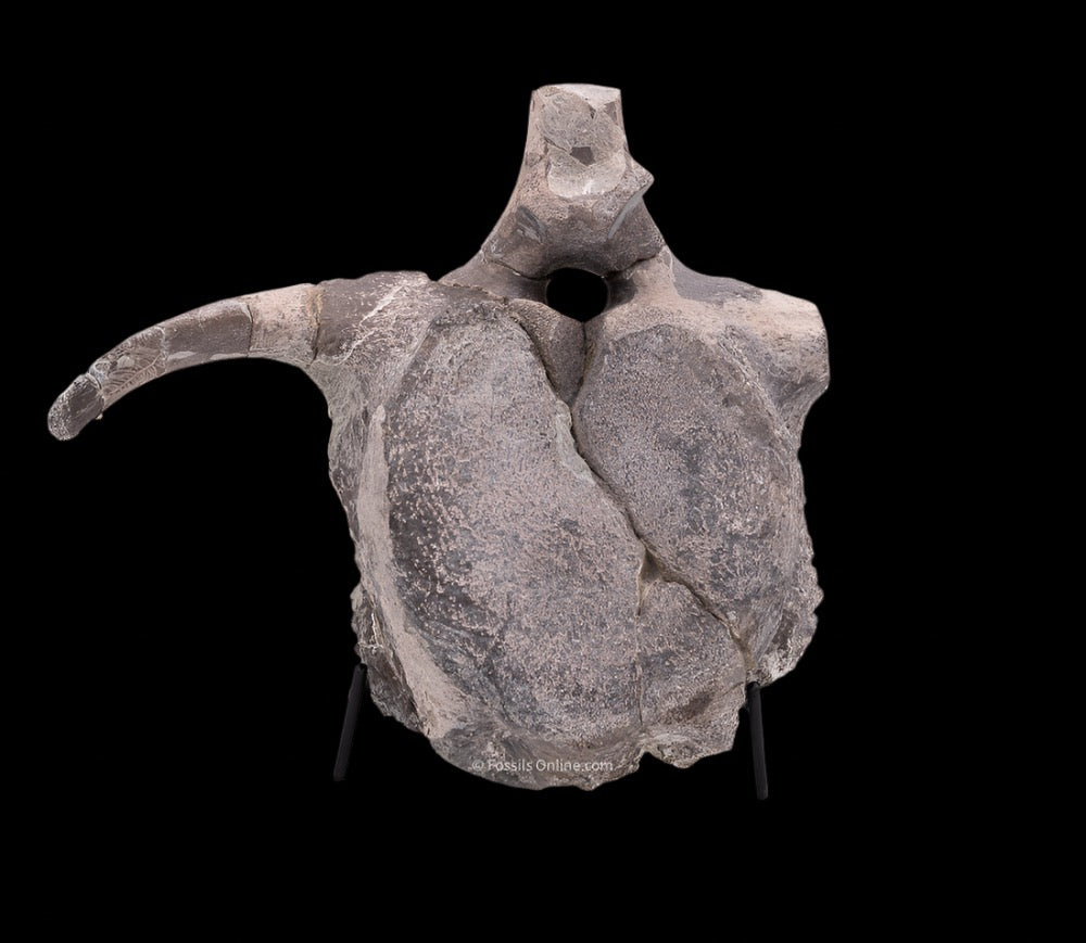 Maiasaura Dinosaur Vertebra Two Medicine Formation
