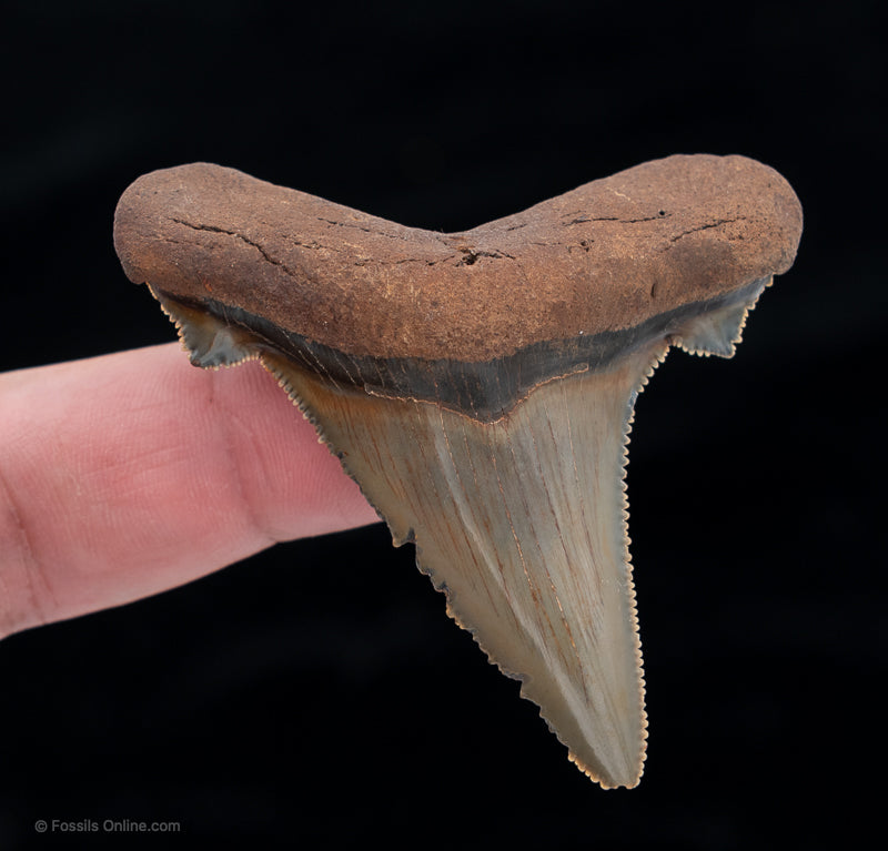 North Carolina Auriculatus Shark tooth