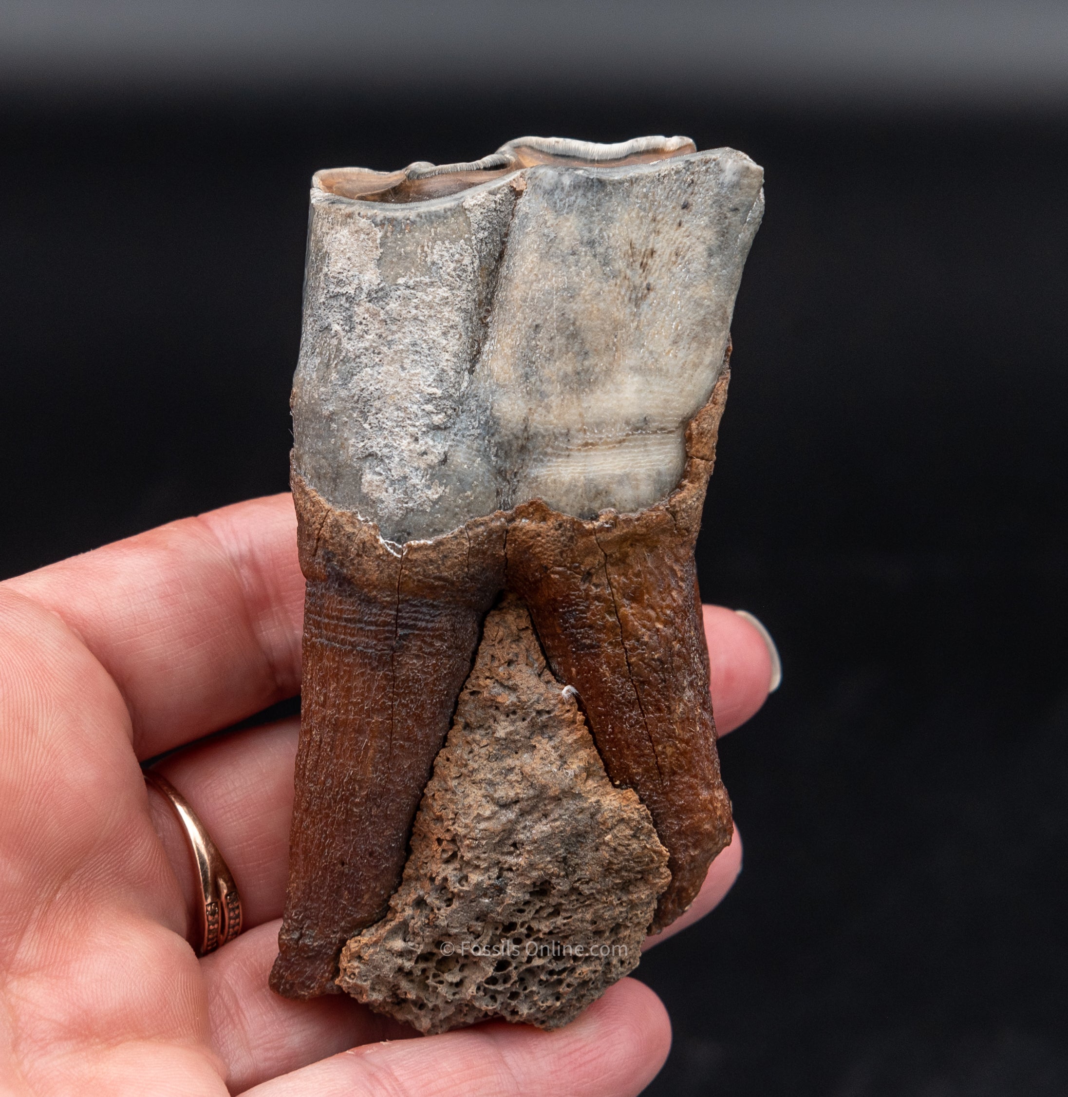 Fine Woolly Rhino Tooth w/ Roots Siberia