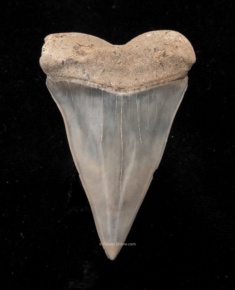 Extinct Fossil Mako Shark Tooth