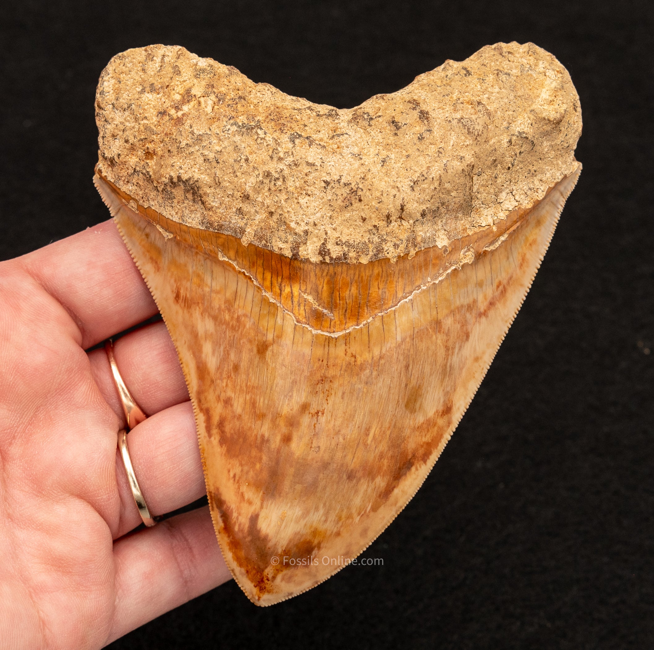 Megalodon Tooth from Indonesia 4.64"
