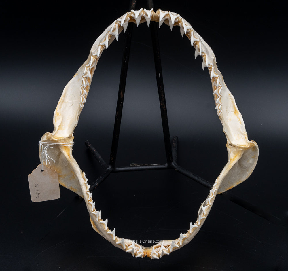 Bigeye Thresher Shark Jaw