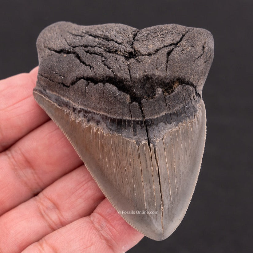 Deformed Megalodon Shark Tooth