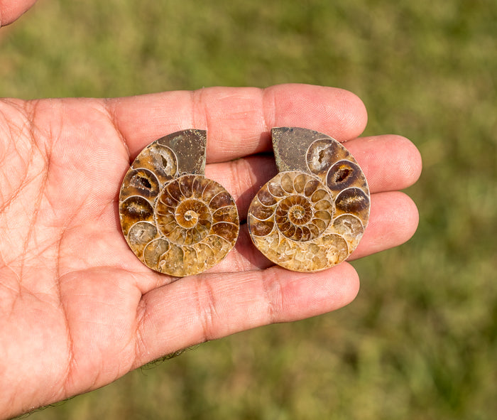 Attractive Madagascar Ammonite