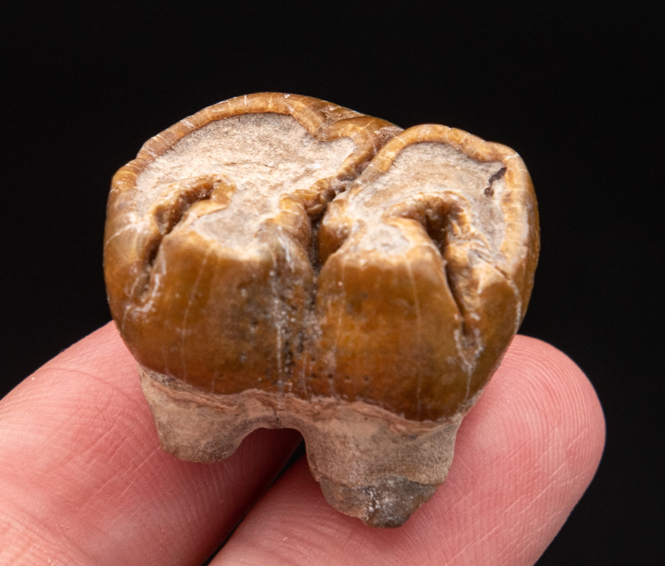 Fossil Dugong Tooth Gainesville Creek