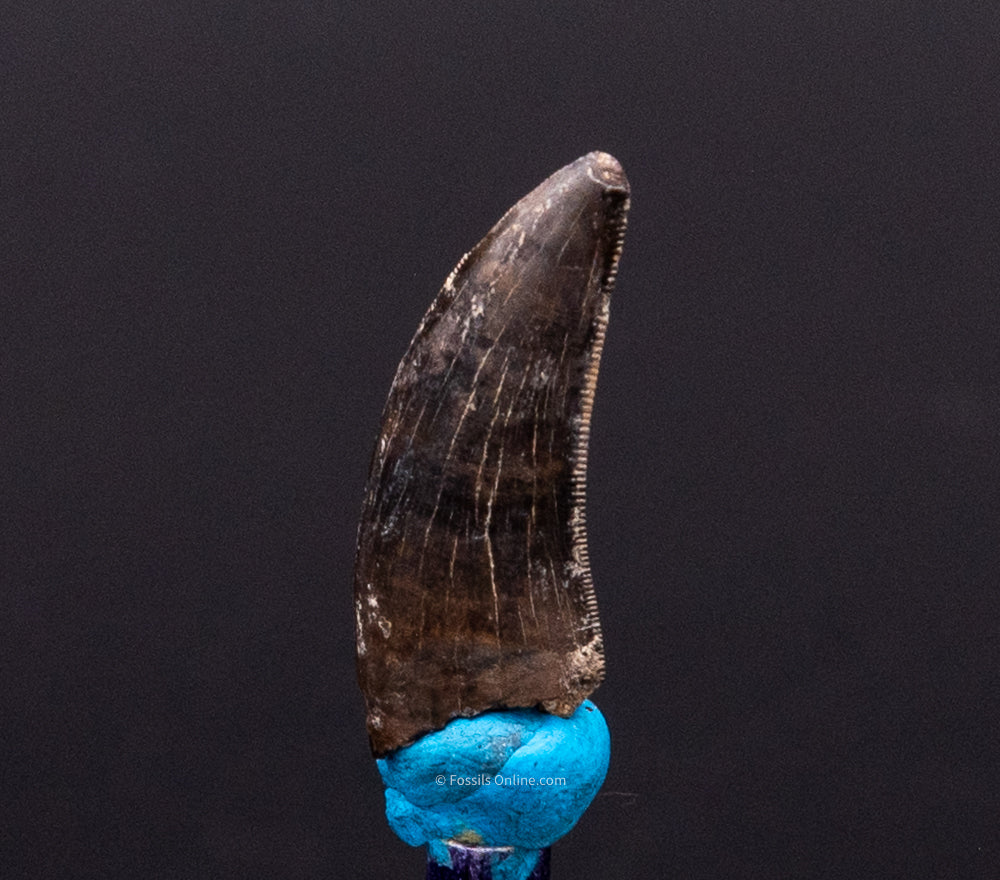 Serrated Nanotyrannus Tooth Cretaceous SD