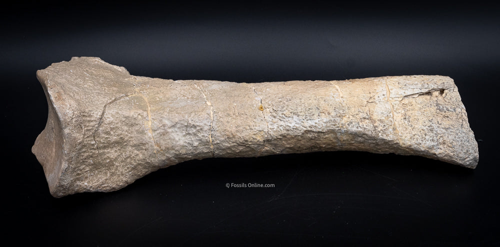 Rare  Fossil Titanothere Radius Nebraska Fossils