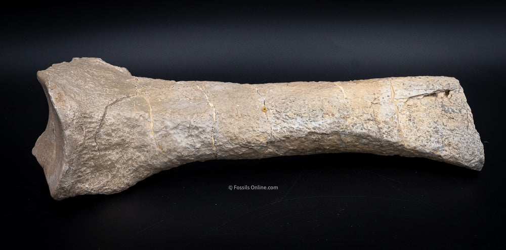 Rare Fossil Titanothere Radius Nebraska Fossils
