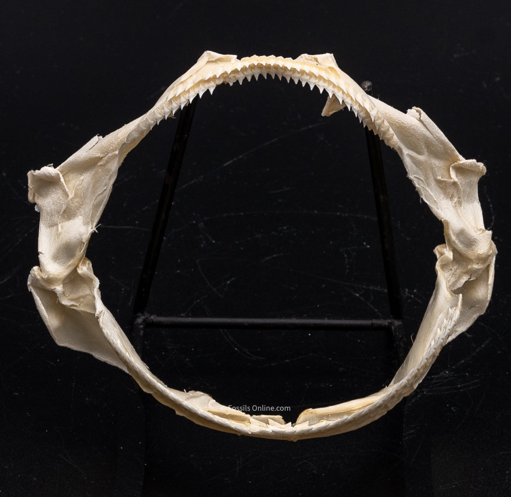 Gulper shark Jaw w/DATA