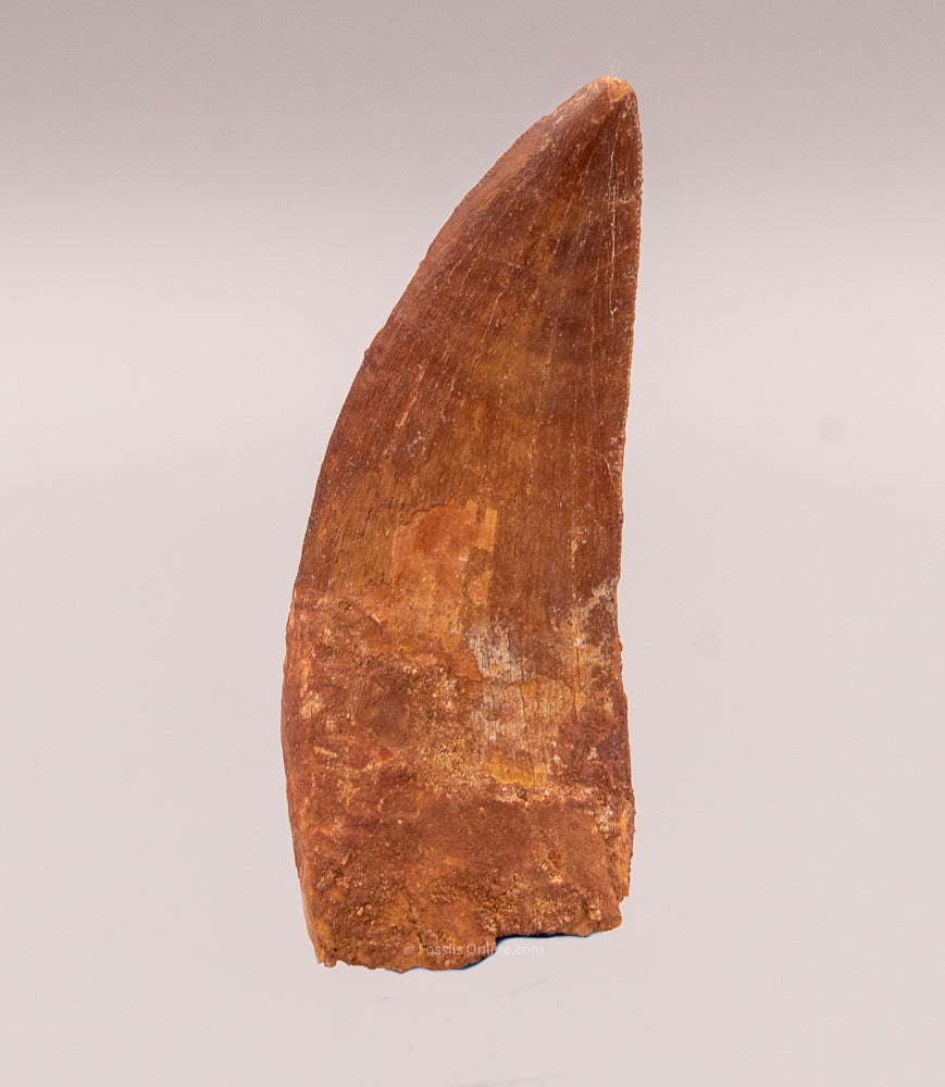 Carcharodontosaurus Tooth  not T. rex. Theropod Dinosaur