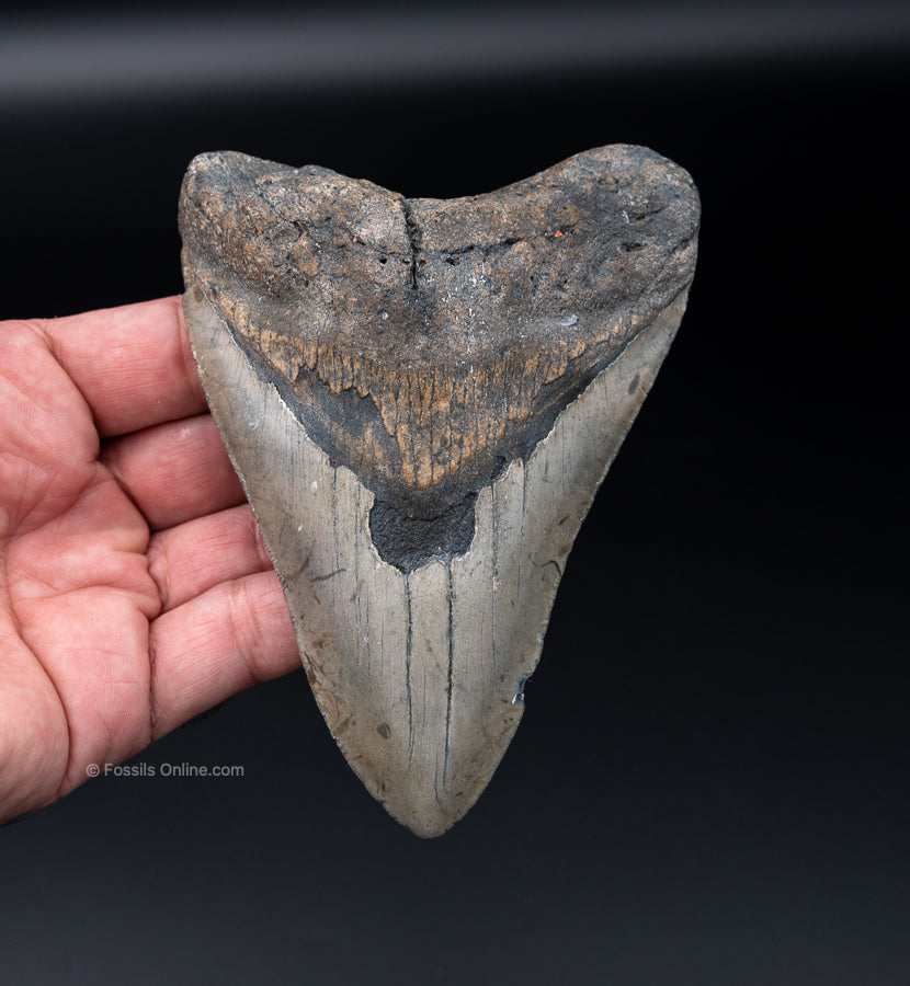 NC Megalodon Shark Tooth  5.30"