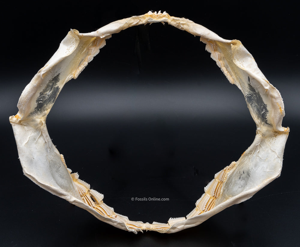 Sixgill Shark Jaw