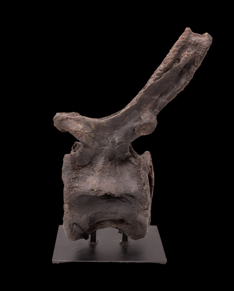 Diplodocus Dinosaur Vertebra