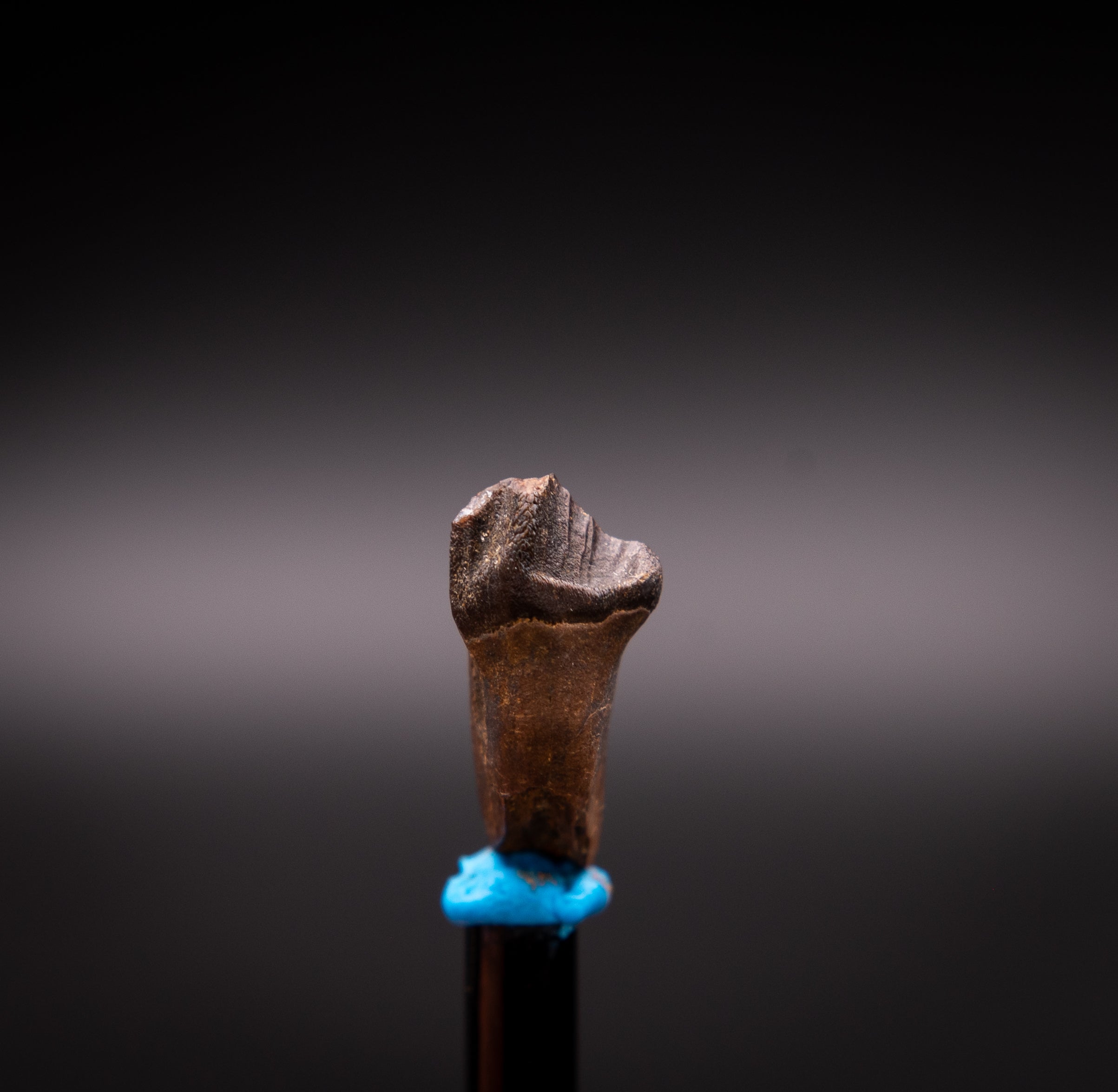 Unusual, Rooted Leptoceratops Dinosaur Tooth