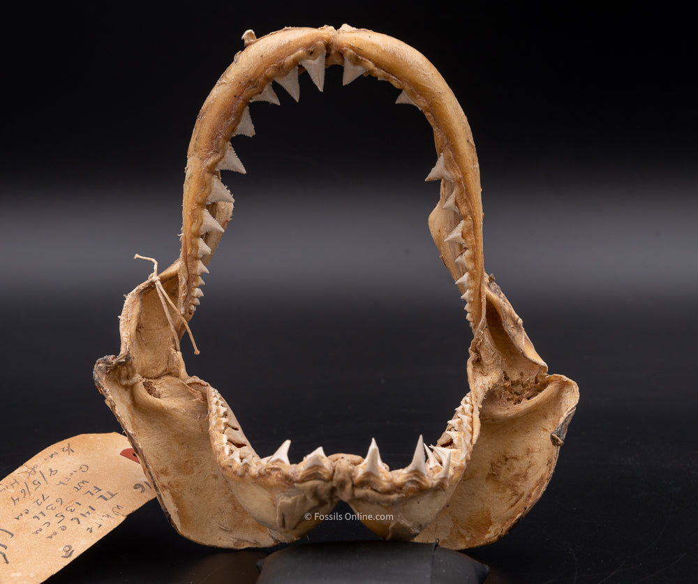 Great White Shark Jaw w/DATA