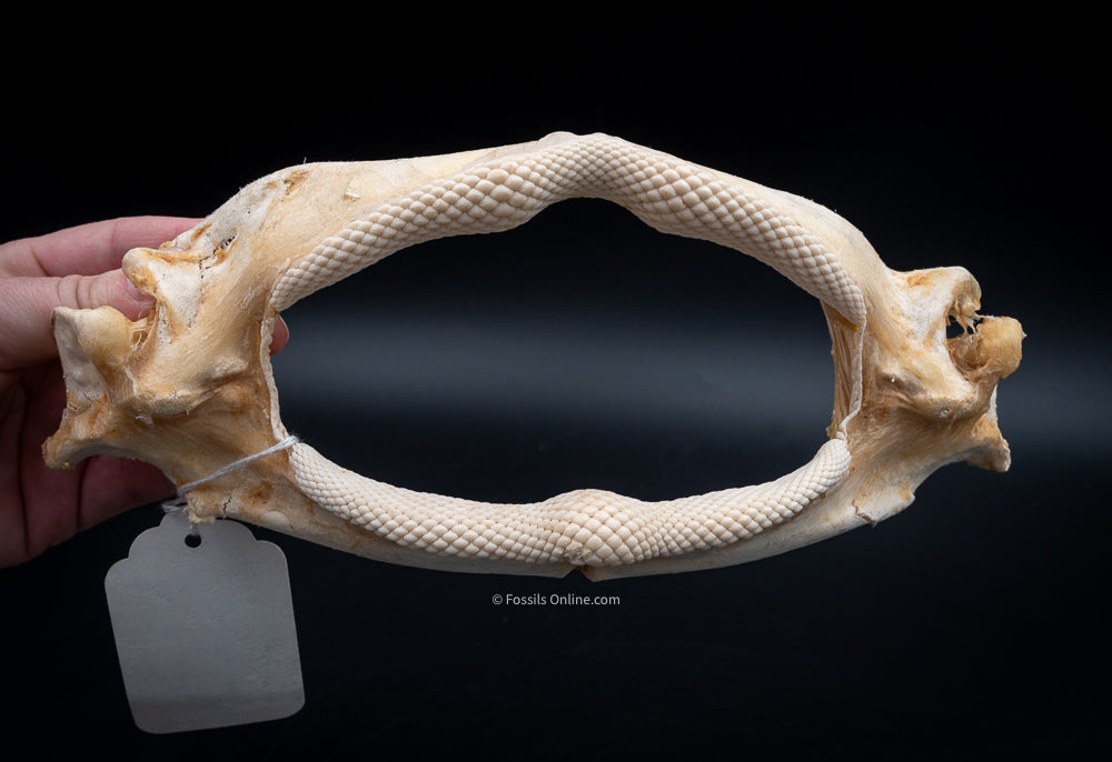 Giant Guitarfish Jaw