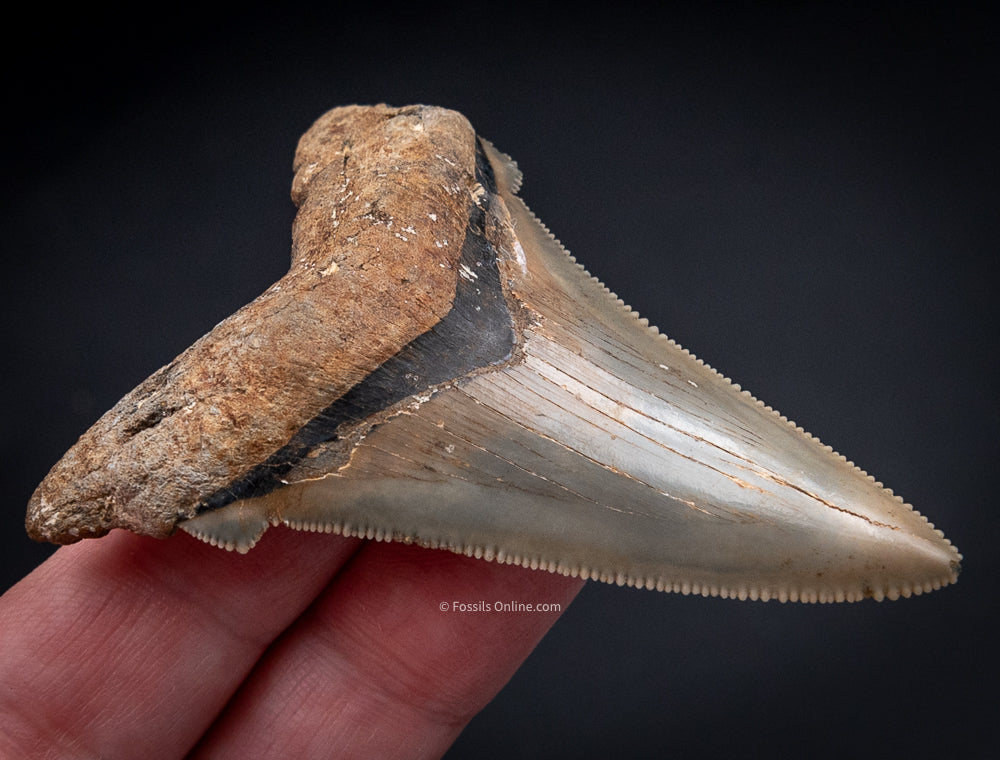 Angustidens Shark Tooth