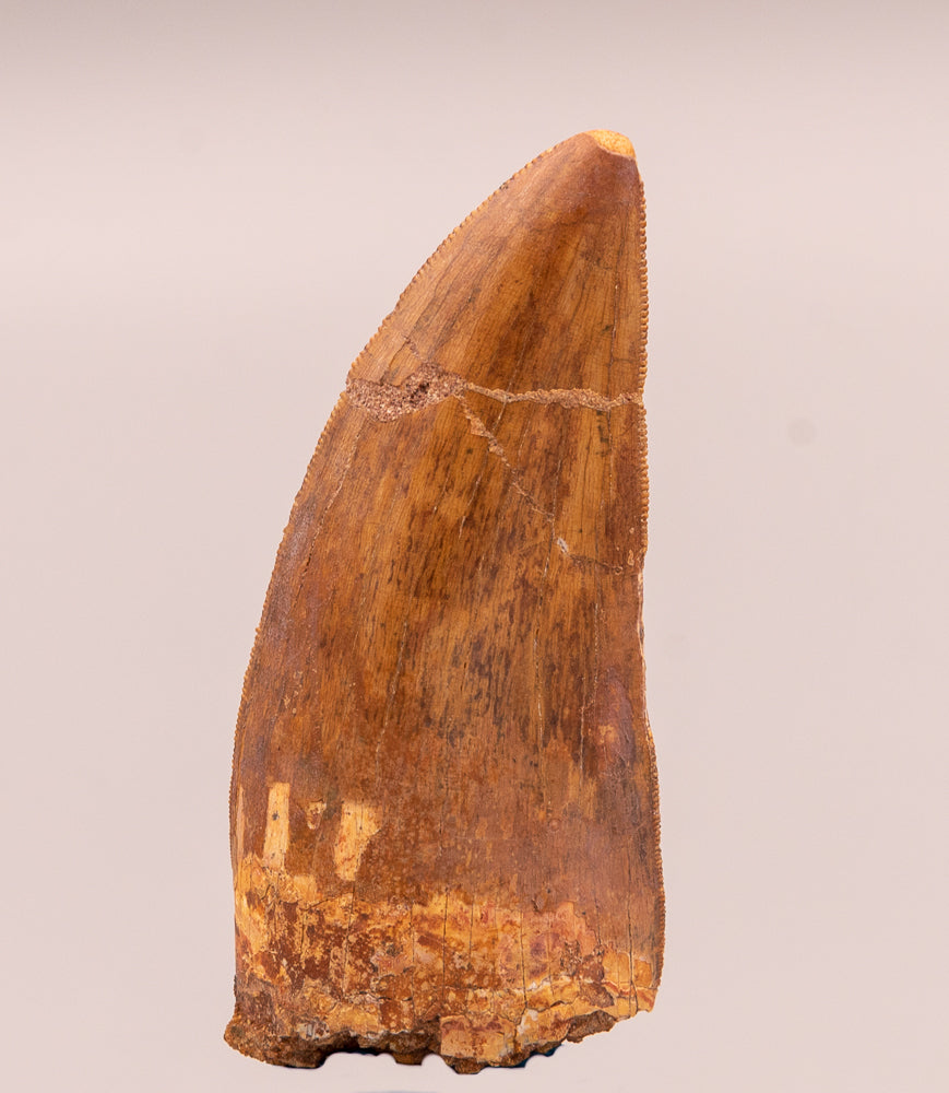 Carcharodontosaurus Tooth  not T. rex. Theropod Dinosaur