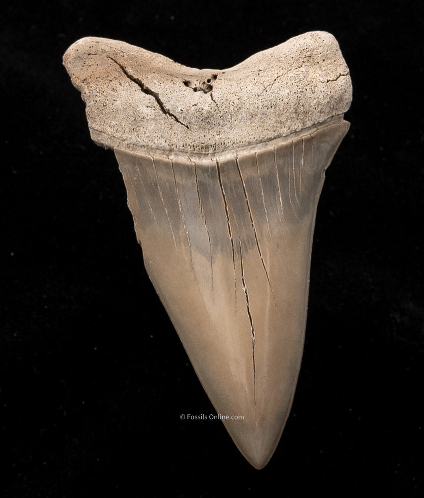 Ancestral Great White Shark Tooth  lingual