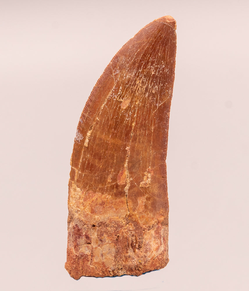 Carcharodontosaurus Tooth  not T. rex. Theropod Dinosaur