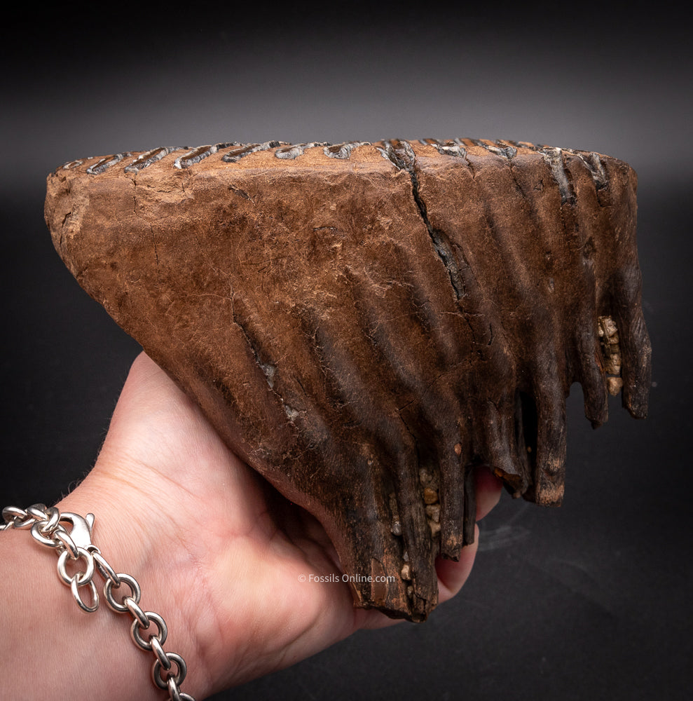 Rooted Mammoth Tooth from Siberia