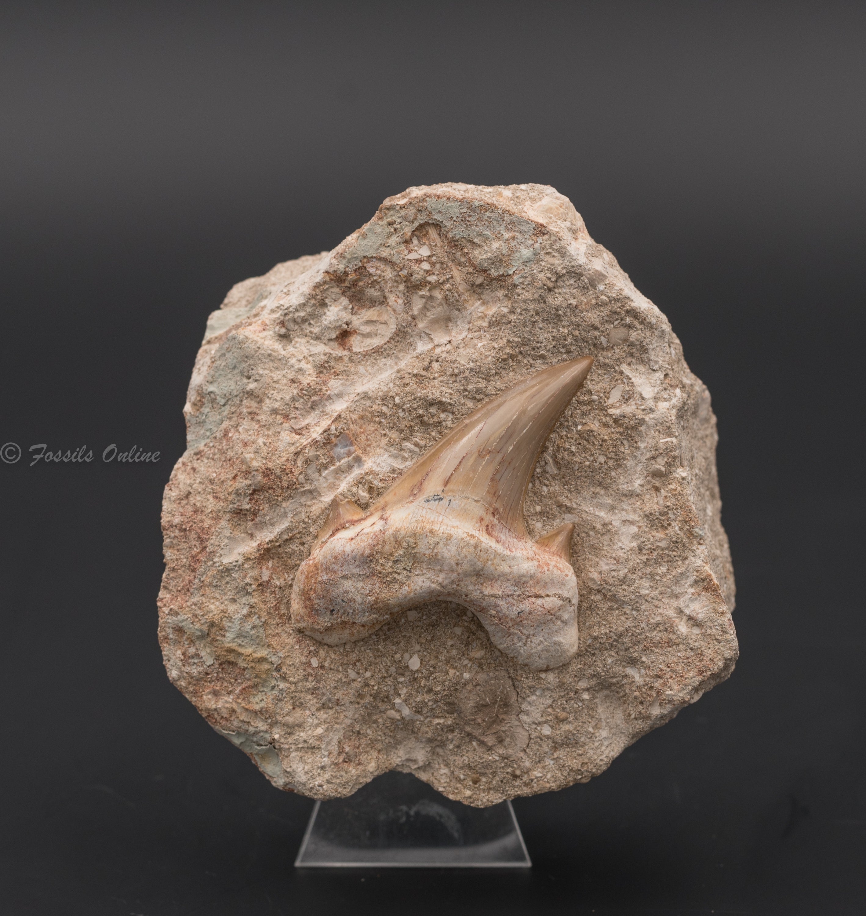 Otodus Shark Tooth in Original Matrix