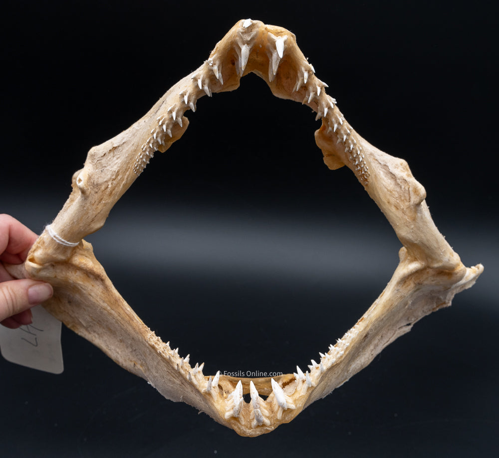 Ornate Wobbegong Shark Jaw w/Data