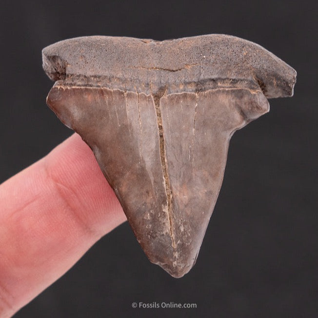 Deformed C. hastalis Mako Shark Tooth