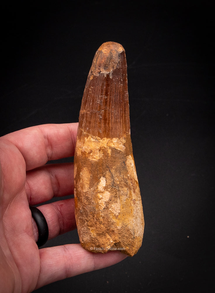 XLG Spinosaurus Dinosaur Tooth 4.24”