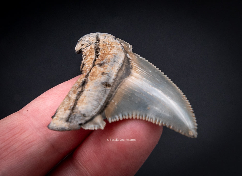 Angustidens Shark Tooth