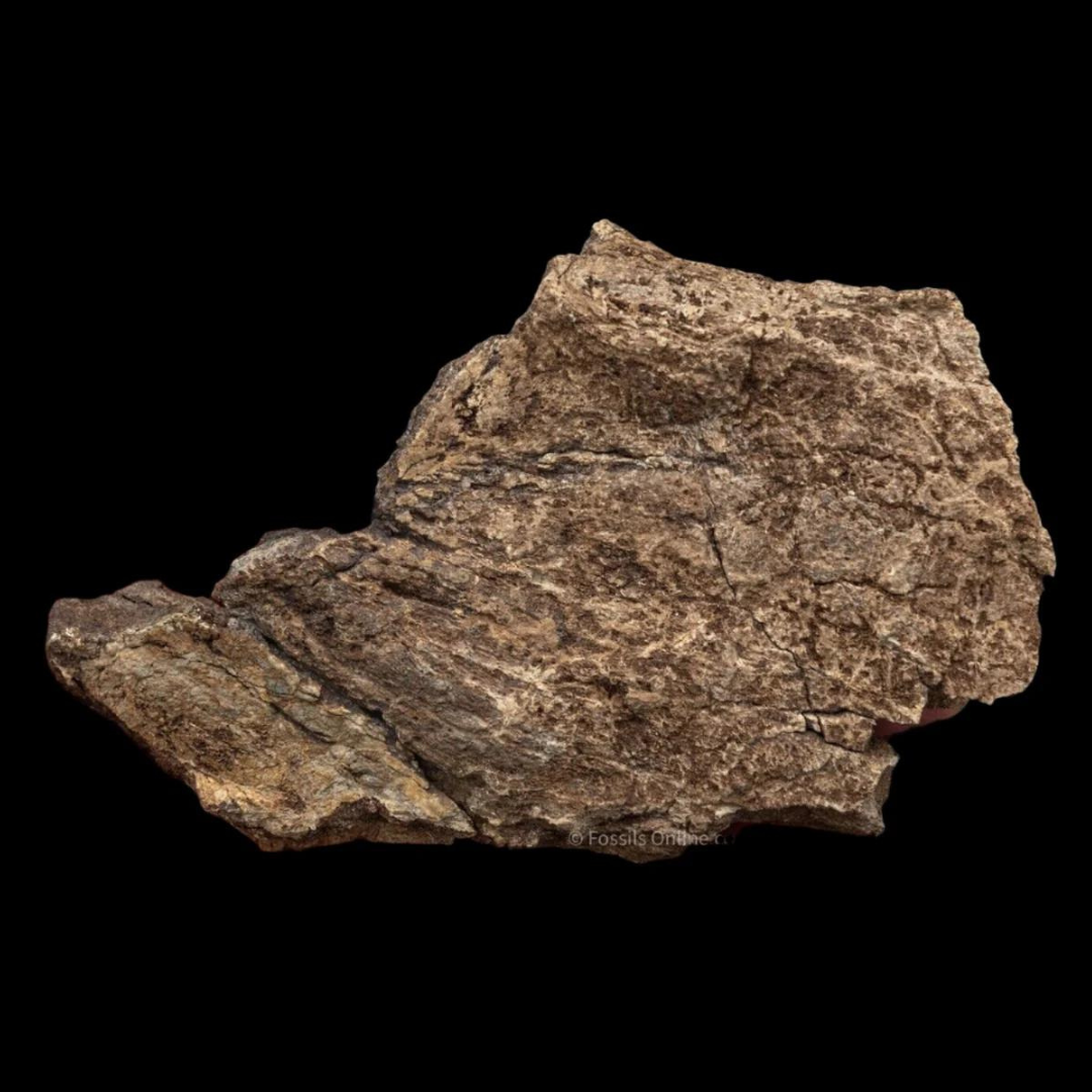 LG Fossil Triceratops Jaw Hell Creek MT