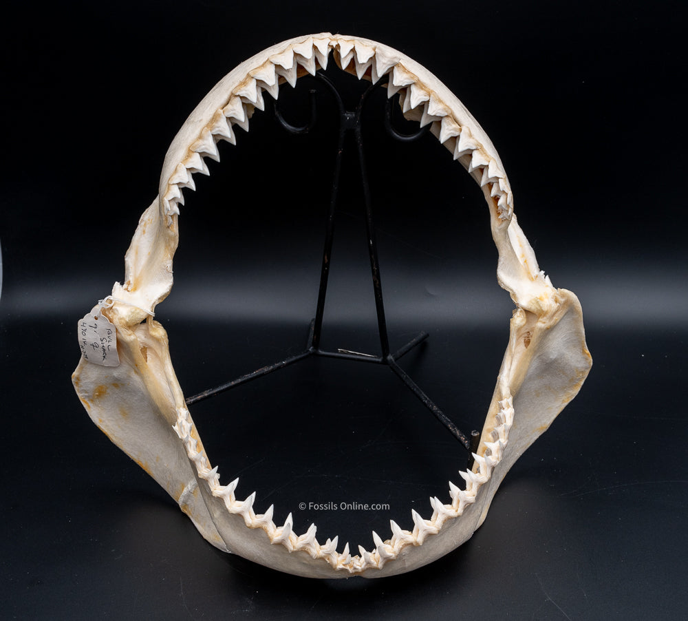 Bull Shark Jaw For Sale