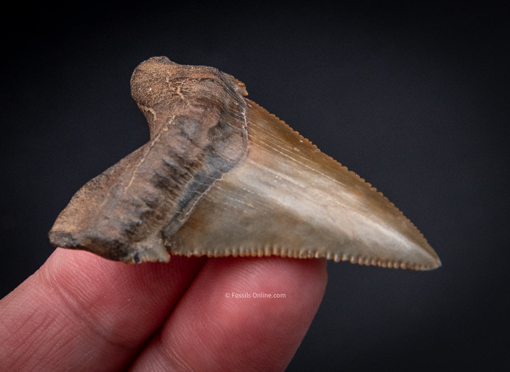 Angustidens Shark Tooth