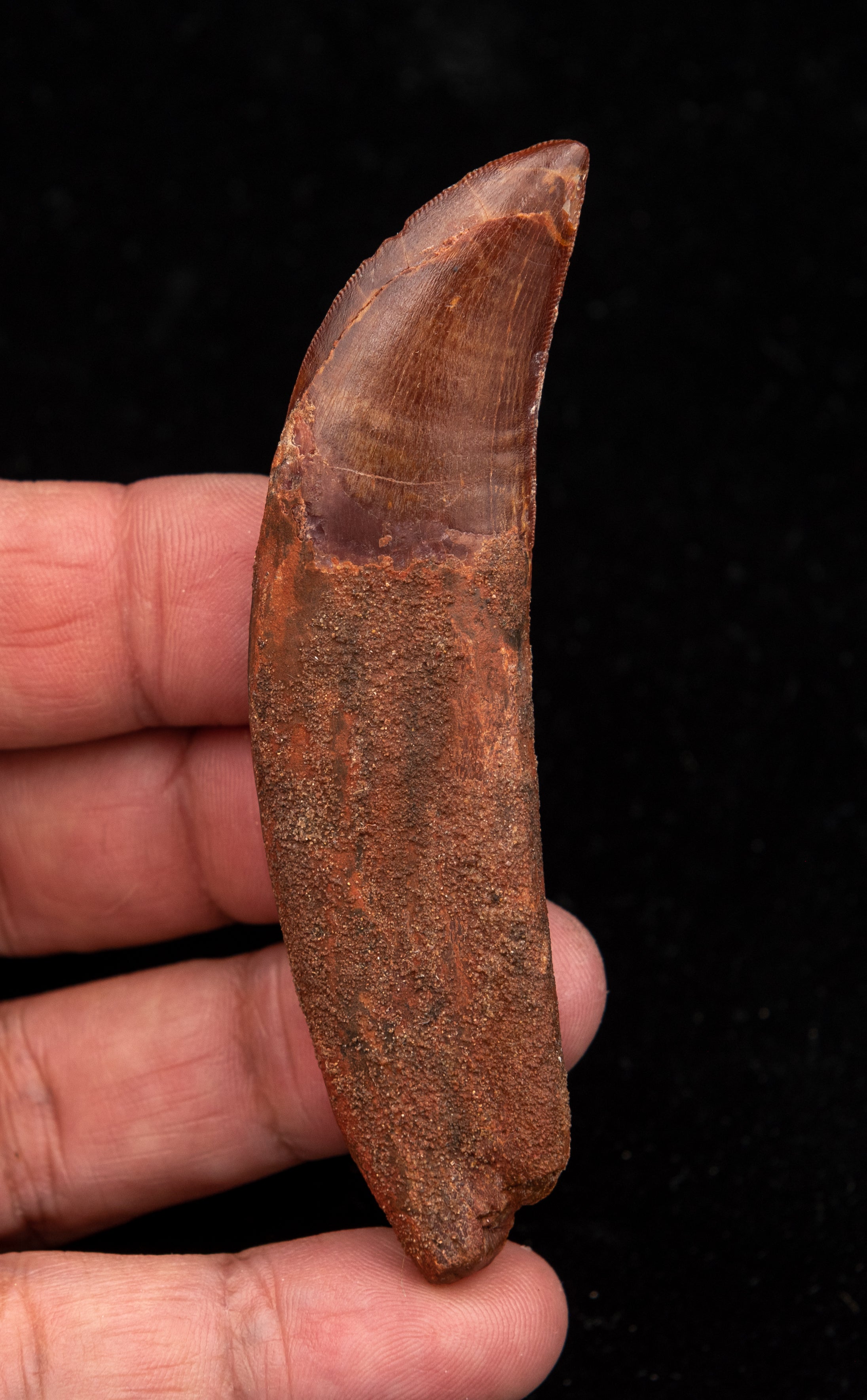 ROOTED Carcharodontosaurus Tooth  not T. rex. Theropod Dinosaur