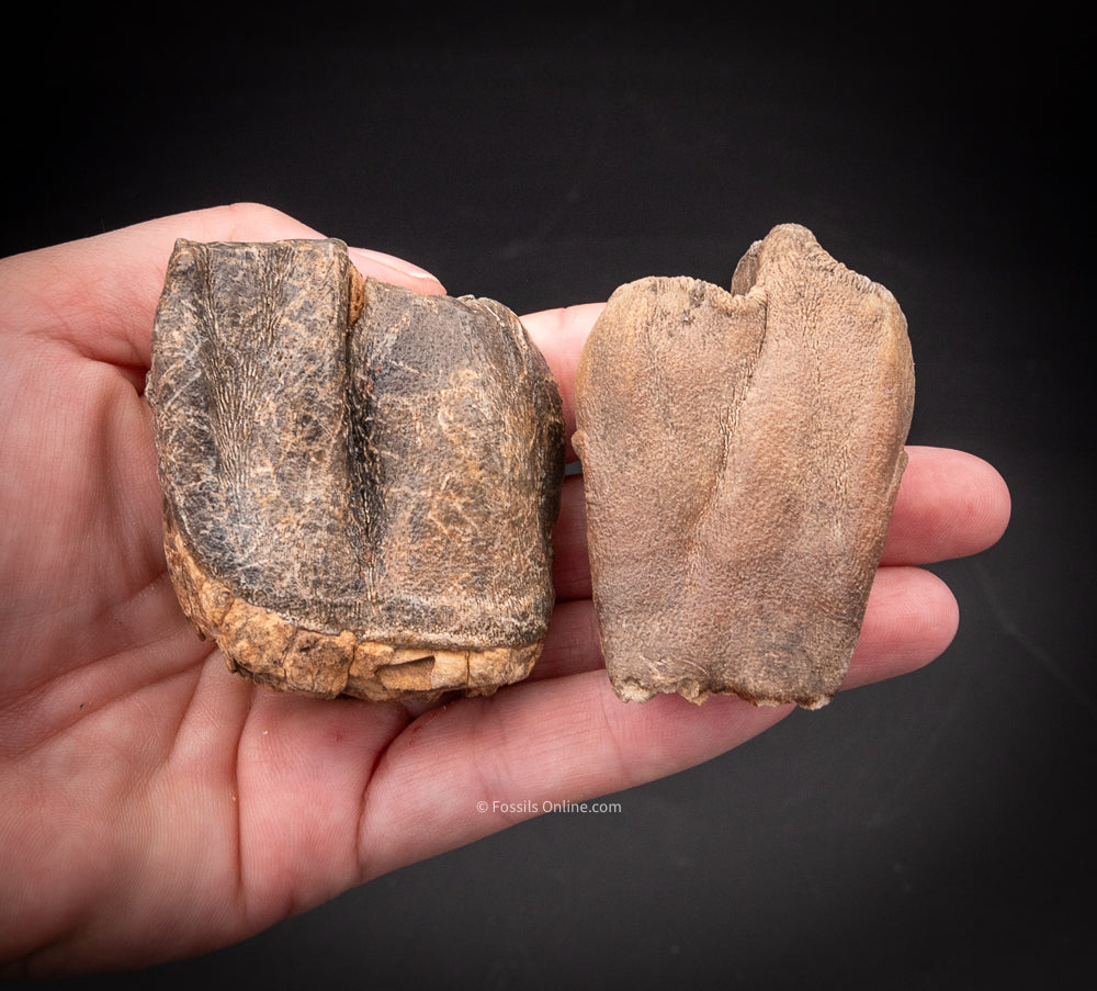 Pair of Woolly Rhino Teeth Siberia