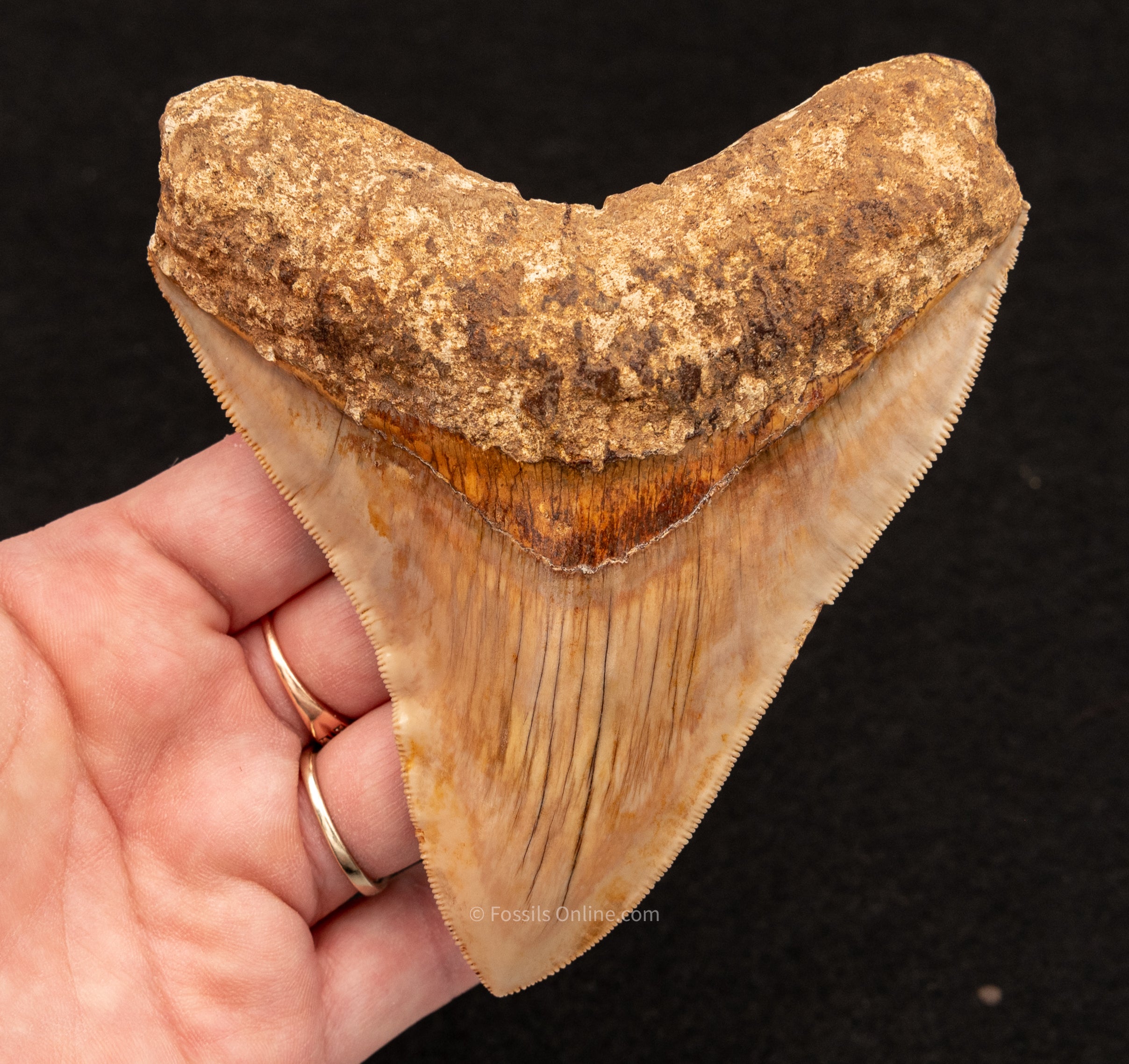 XLG Megalodon Shark Tooth from Indonesia. 4.70"