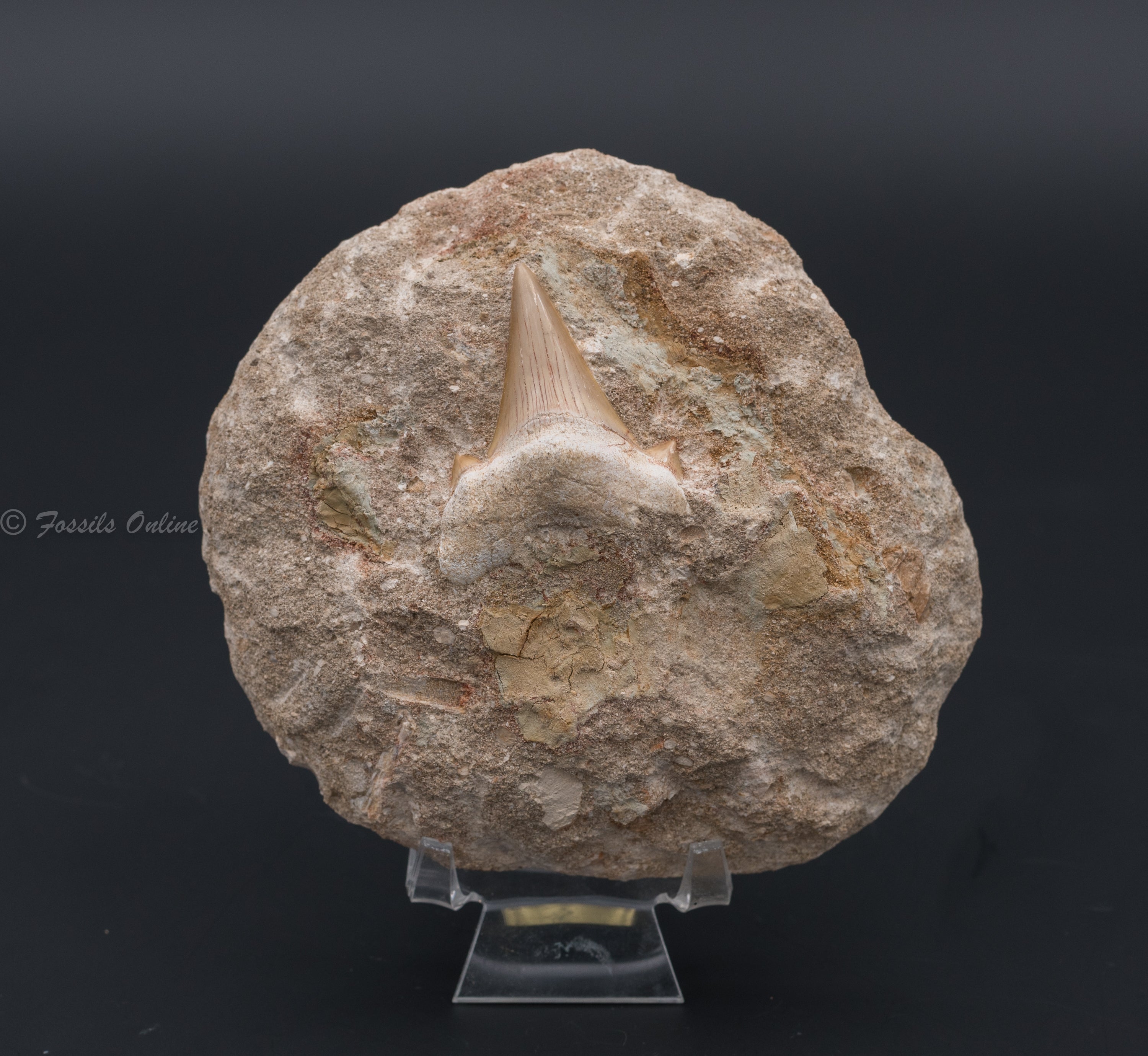 Otodus Shark Tooth in Original Matrix