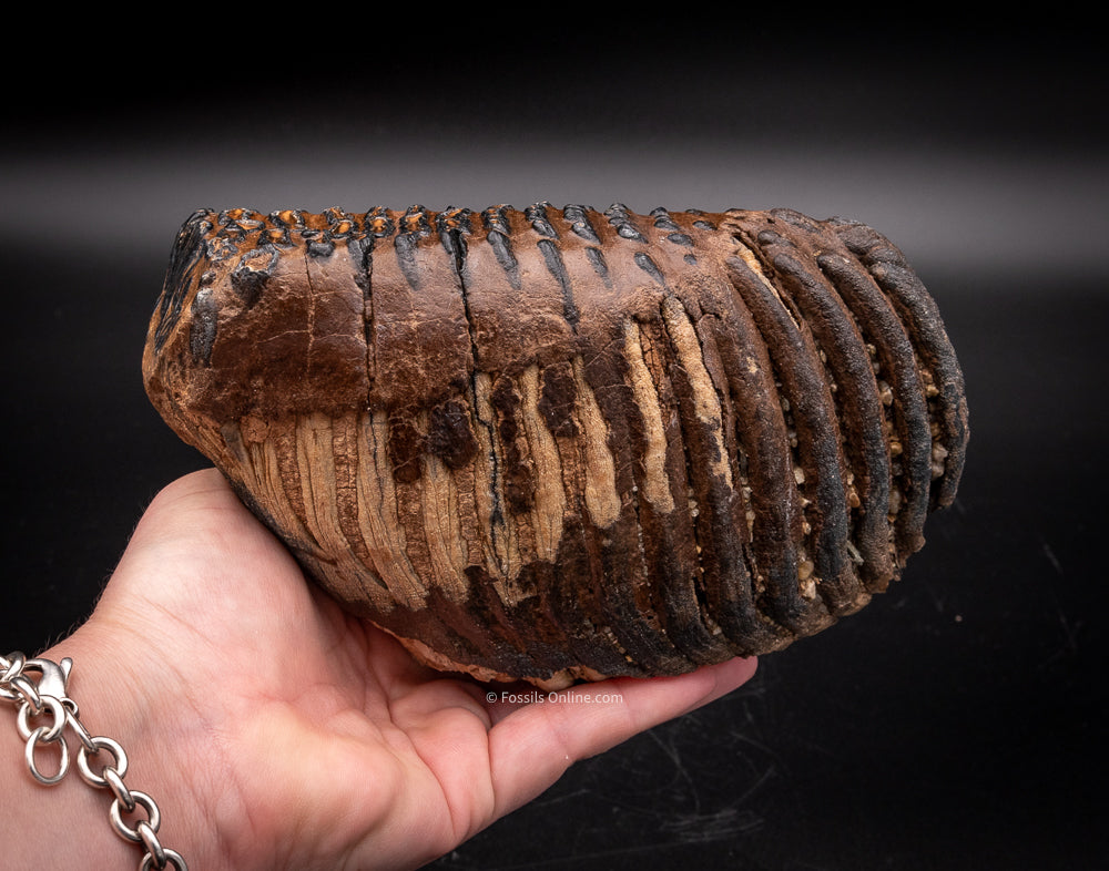 Mammoth Tooth from Siberia