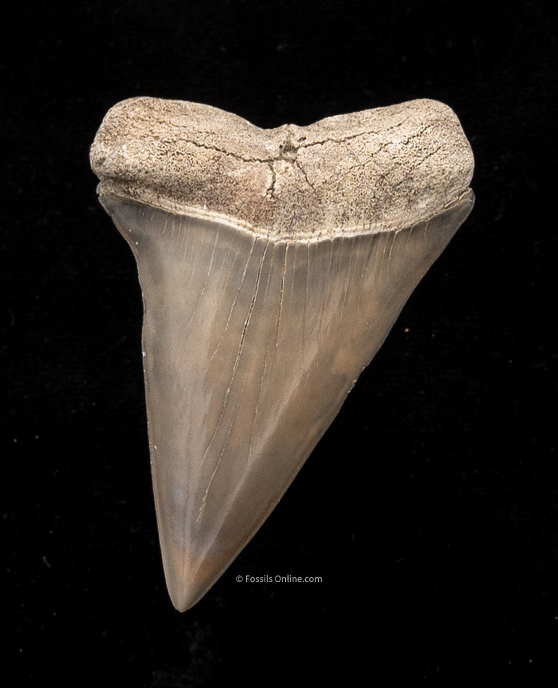 Extinct Fossil Mako Shark Tooth lingual