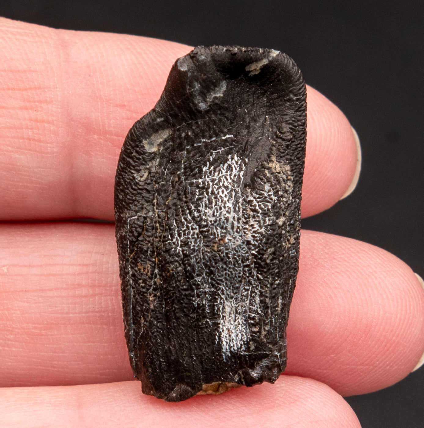 Camarasaurus Real Sauropod Dinosaur Tooth