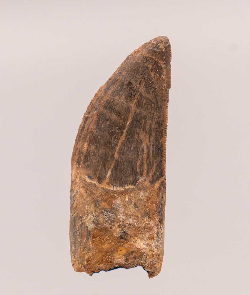 Carcharodontosaurus Tooth not T. rex. Theropod Dinosaur
