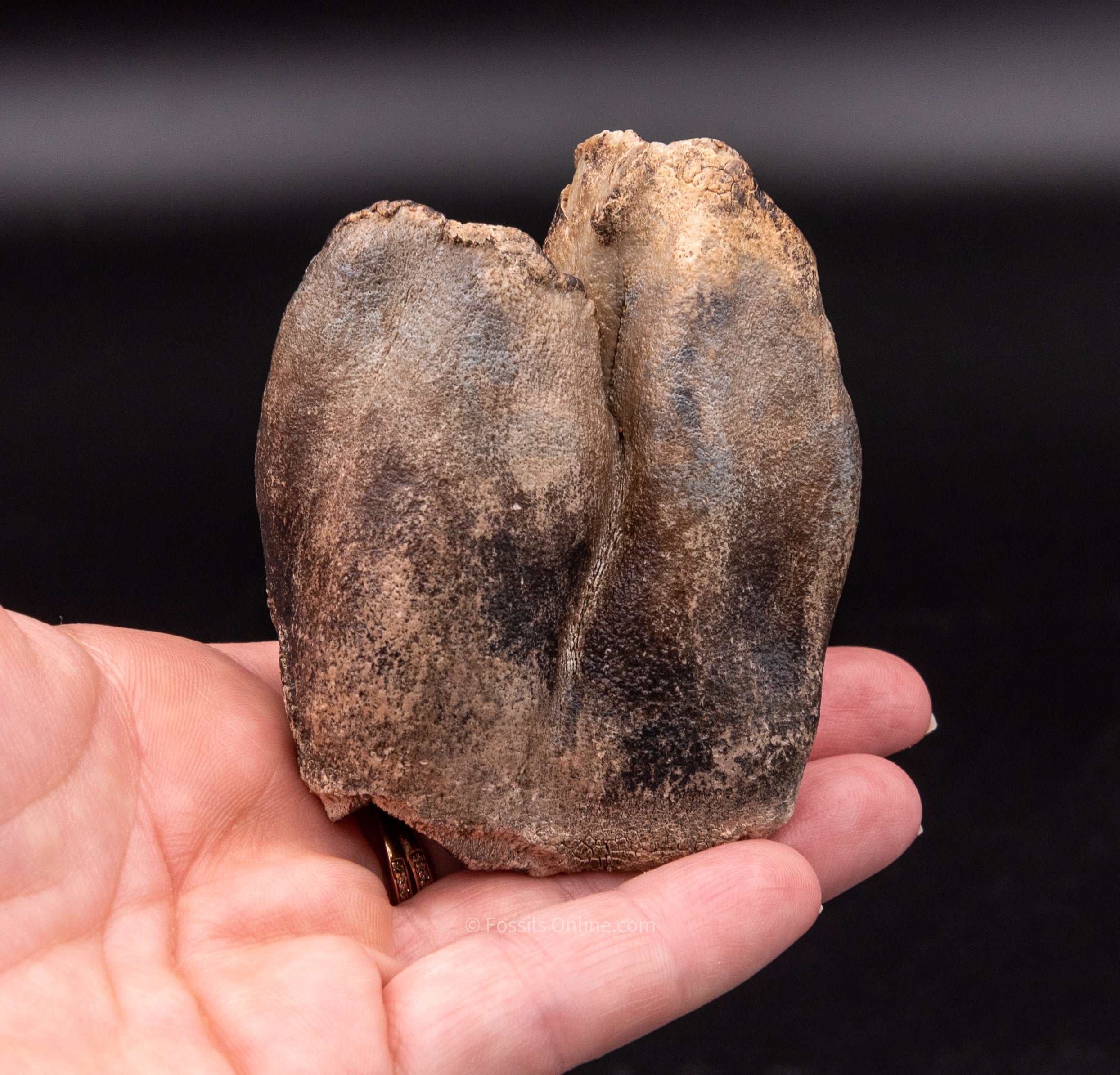 Fine Woolly Rhino Tooth Siberia